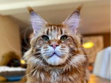 Chat Maine Coon red blotched tabby pour saillie LOOF né en septembre 2022