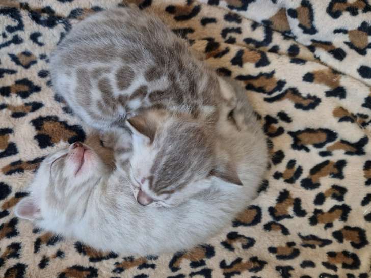 Chatons Bengal à vendre