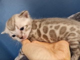 Chatons Bengal à vendre