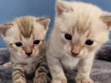Chatons Bengal à vendre