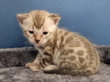 Chatons Bengal à vendre