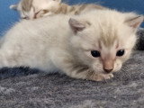 Chatons Bengal à vendre