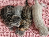 Chatons Bengal à vendre