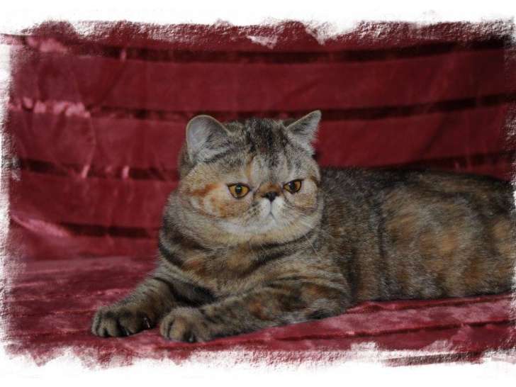 Jeune chatte Exotic Shorthair à vendre