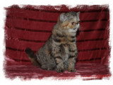 Jeune chatte Exotic Shorthair à vendre