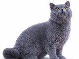 Chat British Shorthair bleu LOOF mâle à vendre ou pour saillie