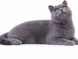 Chat British Shorthair bleu LOOF mâle à vendre ou pour saillie