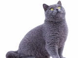 Chat British Shorthair bleu LOOF mâle à vendre ou pour saillie