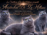 Chat British Shorthair bleu LOOF mâle à vendre ou pour saillie