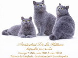 Chat British Shorthair bleu LOOF mâle à vendre ou pour saillie