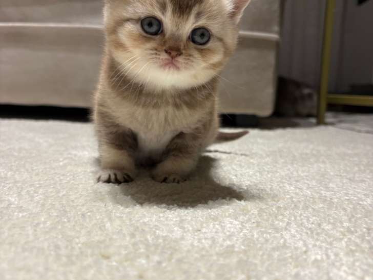 Magnifique chatons British Shorthair à vendre