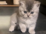 Magnifique chatons British Shorthair à vendre