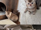 Magnifique chatons British Shorthair à vendre