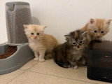 4 chatons Maine Coon inscrits au LOOF à vendre, nés en février 2026