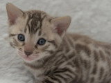 Deux chatons Bengal snow mink mâles LOOF à vendre, nés en mars 2026