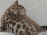 Deux chatons Bengal snow mink mâles LOOF à vendre, nés en mars 2026