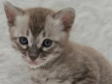 Deux chatons Bengal snow mink mâles LOOF à vendre, nés en mars 2026