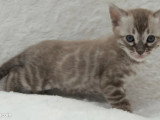 Deux chatons Bengal snow mink mâles LOOF à vendre, nés en mars 2026