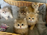 3 chatons femelles British Longhair blue golden LOOF à réserver