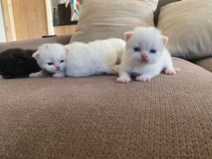 Portée de 4 chatons Persans à vendre non inscrits au LOOF