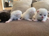 Portée de 4 chatons Persans à vendre non inscrits au LOOF