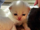Portée de 4 chatons Persans à vendre non inscrits au LOOF