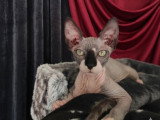 Chaton Sphynx mâle bicolore LOOF né décembre 2025 à vendre