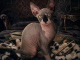 Chaton Sphynx mâle bicolore LOOF né décembre 2025 à vendre