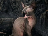 Chaton Sphynx mâle bicolore LOOF né décembre 2025 à vendre