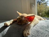 Chaton Devon Rex roux et blanc mâle LOOF disponible