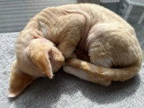 Chaton Devon Rex roux et blanc mâle LOOF disponible