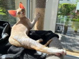 Chaton Devon Rex roux et blanc mâle LOOF disponible