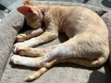 Chaton Devon Rex roux et blanc mâle LOOF disponible
