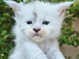 4 chatons Maine Coon inscrits au LOOF de mars 2026 à réserver