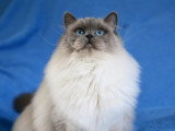 Chatte Ragdoll bleu colourpoint LOOF à vendre 3 ans