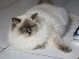 Chatte Ragdoll bleu colourpoint LOOF à vendre 3 ans