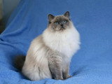 Chatte Ragdoll bleu colourpoint LOOF à vendre 3 ans