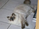 Chatte Ragdoll bleu colourpoint LOOF à vendre 3 ans