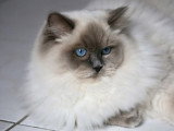 Chatte Ragdoll bleu colourpoint LOOF à vendre 3 ans