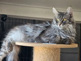 Chatte Maine Coon polydactyle LOOF de 2024 à vendre