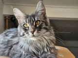 Chatte Maine Coon polydactyle LOOF de 2024 à vendre