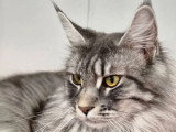 Chatte Maine Coon polydactyle LOOF de 2024 à vendre