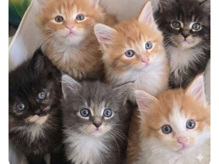 Adorable petit chaton Maine Coon à vendre