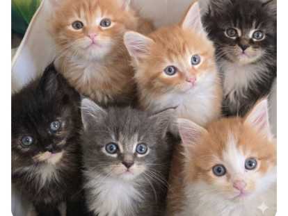 Adorable petit chaton Maine Coon à vendre