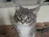 Adorable petit chaton Maine Coon à vendre
