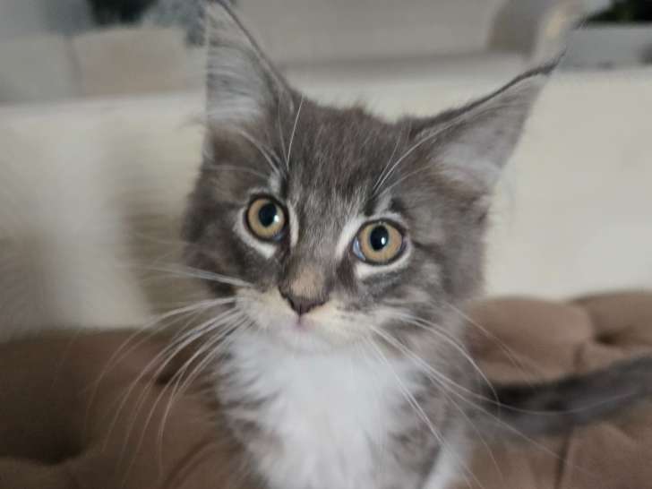Adorable petit chaton Maine Coon à vendre