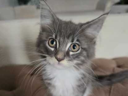 Adorable petit chaton Maine Coon à vendre