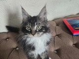 Adorable petit chaton Maine Coon à vendre