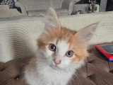 Adorable petit chaton Maine Coon à vendre