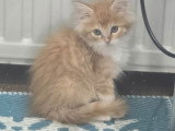 Adorable petit chaton Maine Coon à vendre